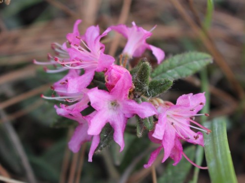 Flowers Pink