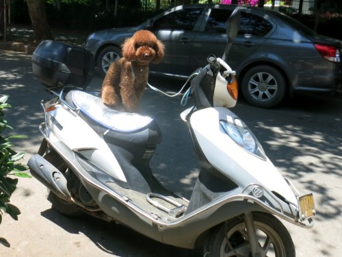 Scooter Guard Dog