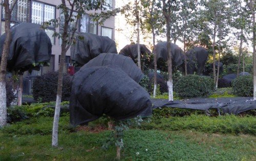 Covered Bushes