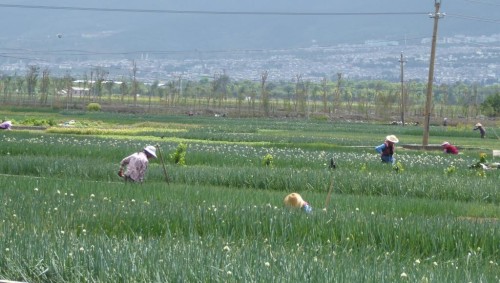 Farmers in Dali